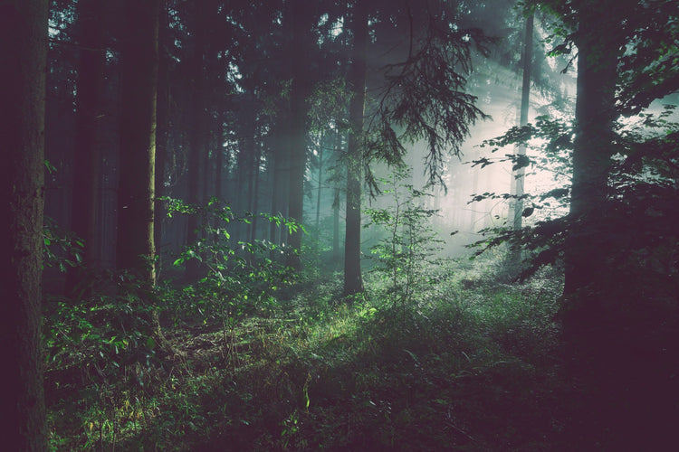Misty forest in black and white